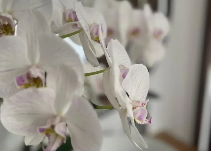 La Canopée Private * Nîmes